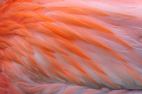 Jones, Adam 아티스트의 Pink feather pattern on back of flamingo-Florida작품입니다.